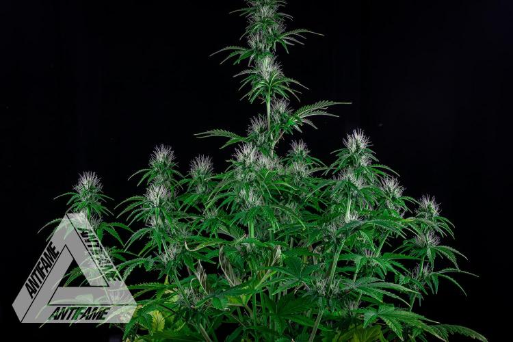 DIVINE SEEDS - Auto Northern Lights. Week 5