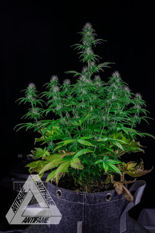 DIVINE SEEDS - Auto Northern Lights. Week 5