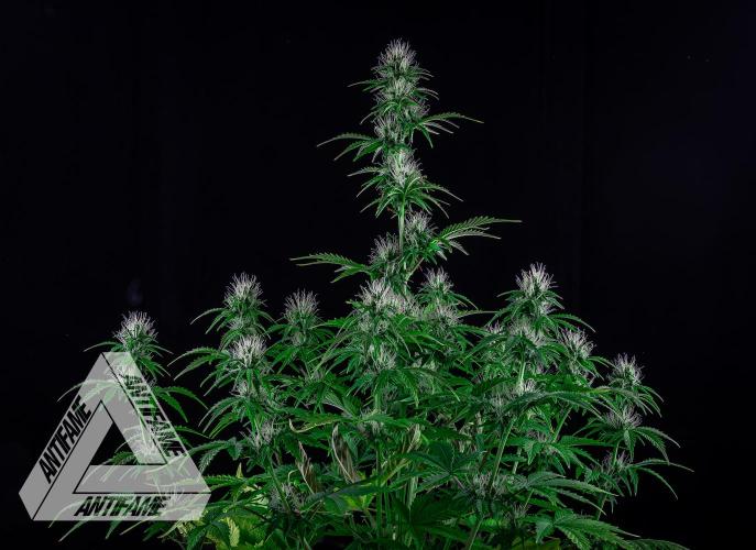 DIVINE SEEDS - Auto Northern Lights. Week 5