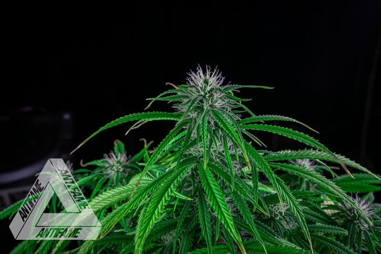 DIVINE SEEDS - Auto Black Opium. Week 7