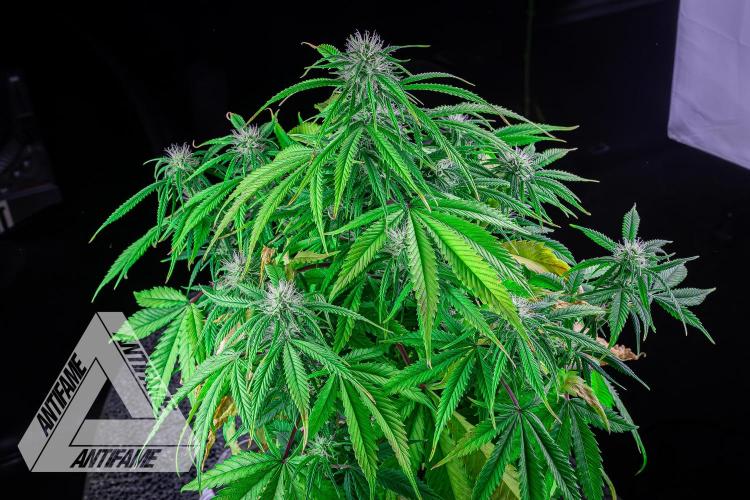 DIVINE SEEDS - Auto Black Opium. Week 7