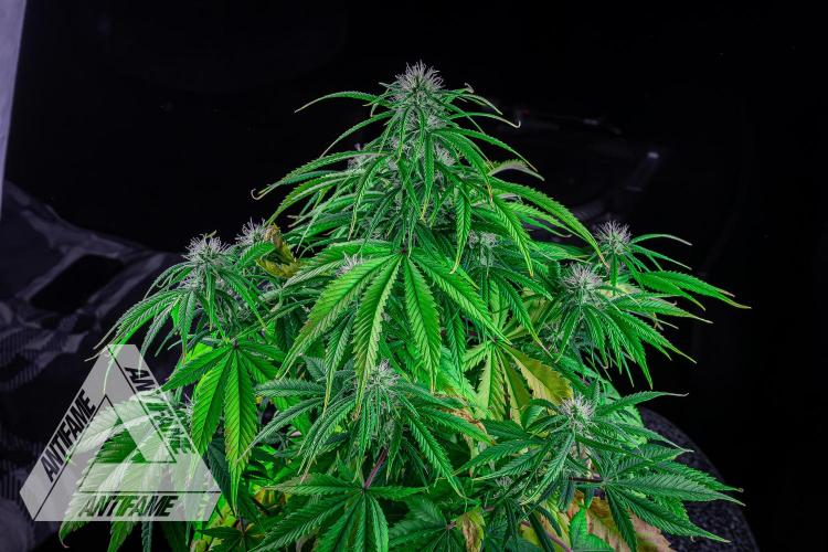 DIVINE SEEDS - Auto Black Opium. Week 7