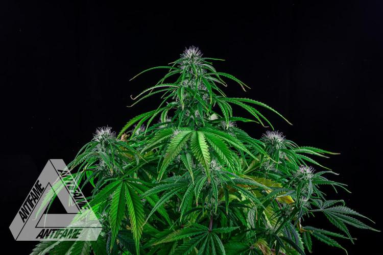 DIVINE SEEDS - Auto Black Opium. Week 7