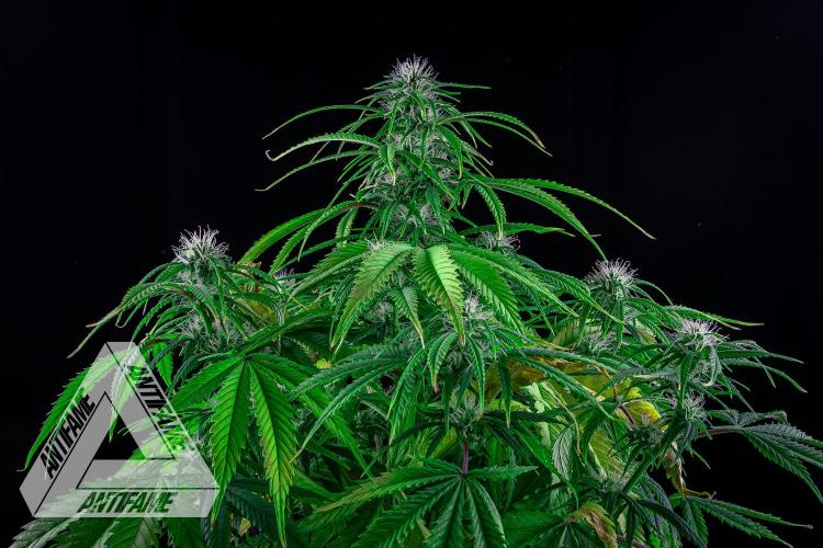 DIVINE SEEDS - Auto Black Opium. Week 7