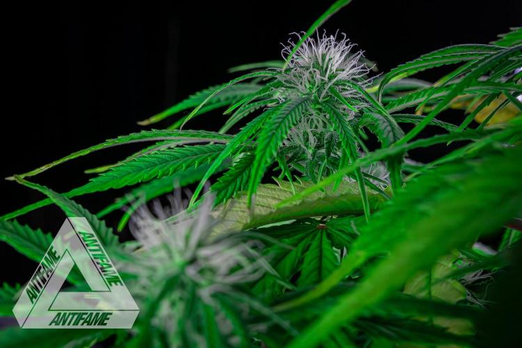 DIVINE SEEDS - Auto Black Opium. Week 7