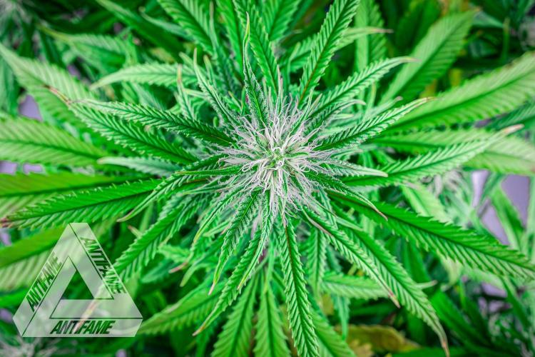 DIVINE SEEDS - Auto Black Opium. Week 7