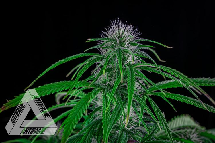 DIVINE SEEDS - Auto Black Opium. Week 7