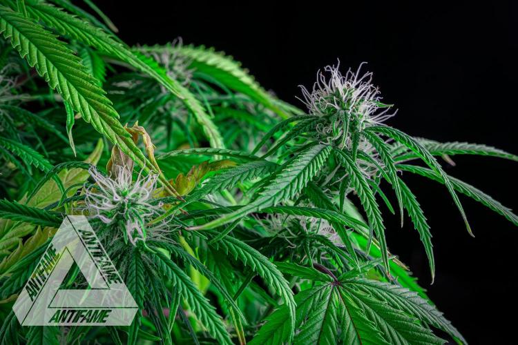 DIVINE SEEDS - Auto Black Opium. Week 7