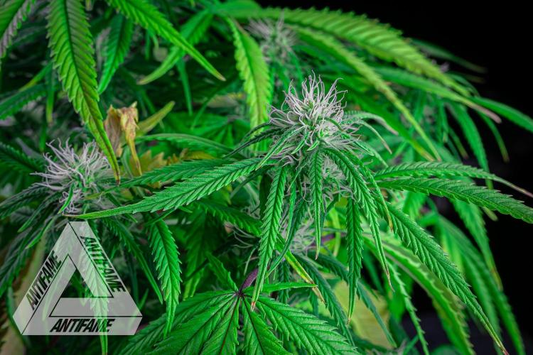 DIVINE SEEDS - Auto Black Opium. Week 7