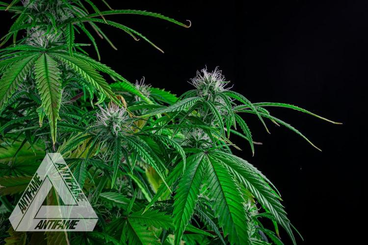 DIVINE SEEDS - Auto Black Opium. Week 7