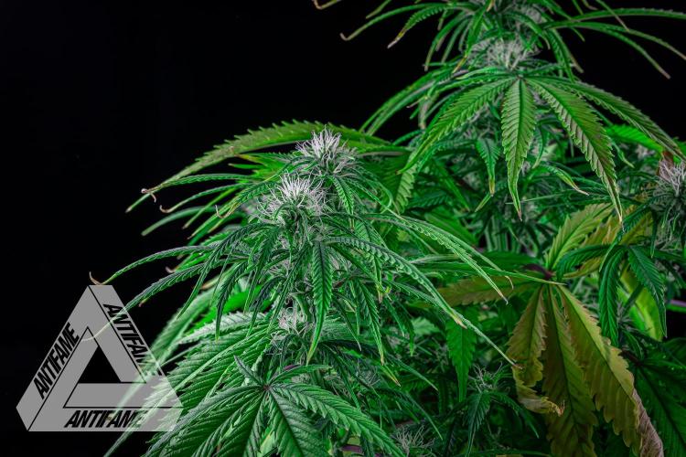 DIVINE SEEDS - Auto Black Opium. Week 7