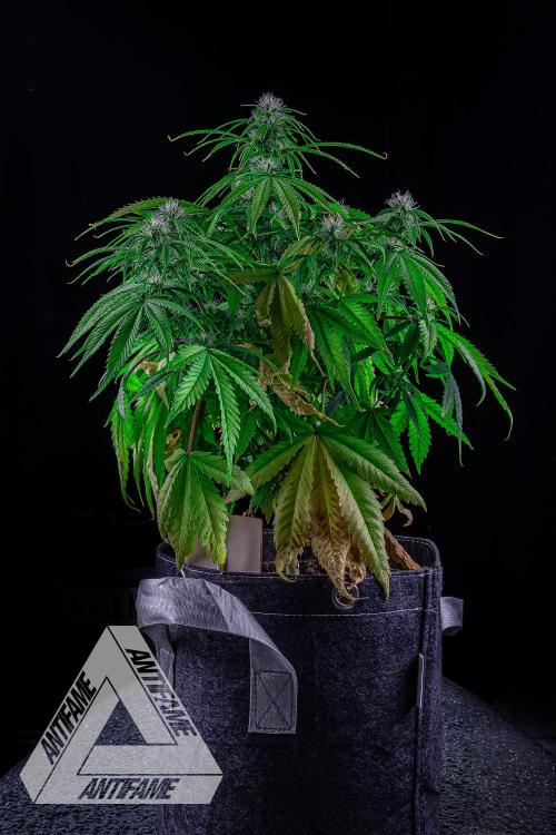 DIVINE SEEDS - Auto Black Opium. Week 7