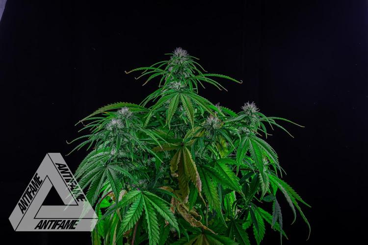 DIVINE SEEDS - Auto Black Opium. Week 7