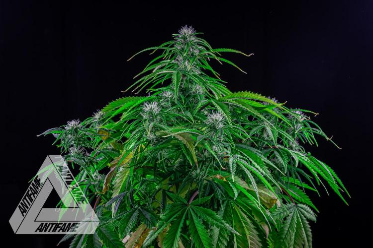 DIVINE SEEDS - Auto Black Opium. Week 7