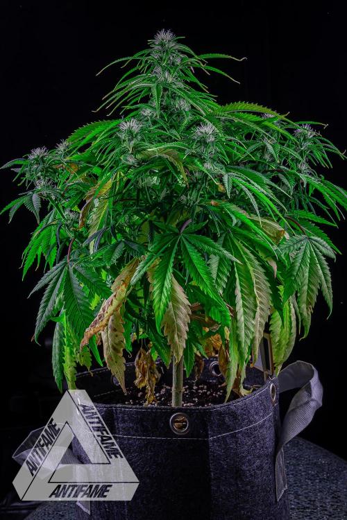 DIVINE SEEDS - Auto Black Opium. Week 7