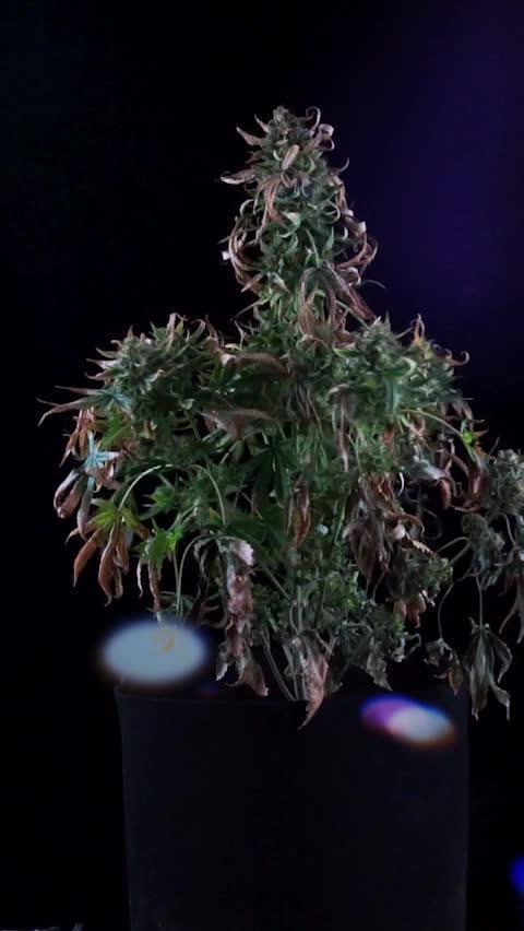 DIVINE SEEDS - Auto Fractal