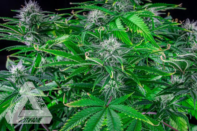 DIVINE SEEDS - Auto Black Opium. Week 8