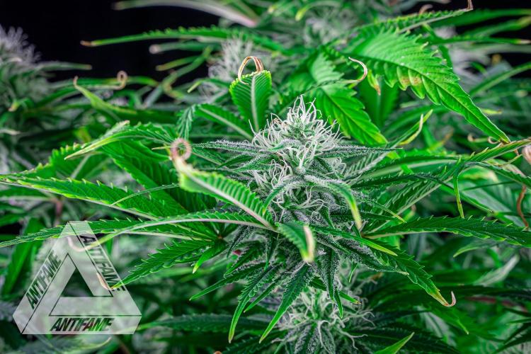 DIVINE SEEDS - Auto Black Opium. Week 8