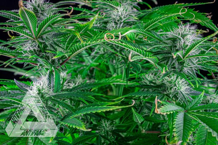 DIVINE SEEDS - Auto Black Opium. Week 8