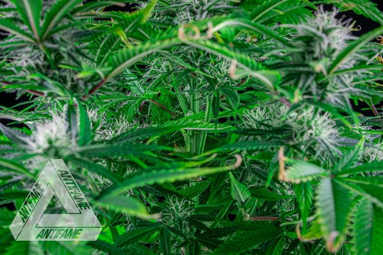 DIVINE SEEDS - Auto Black Opium. Week 8