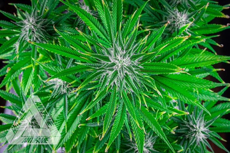 DIVINE SEEDS - Auto Black Opium. Week 8