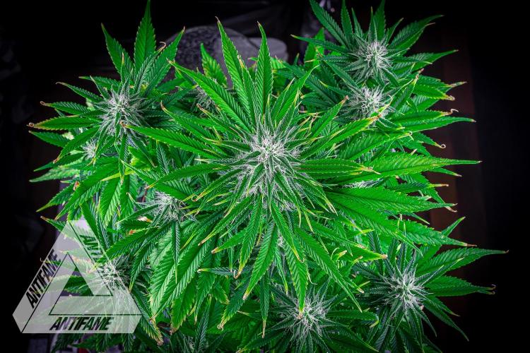 DIVINE SEEDS - Auto Black Opium. Week 8