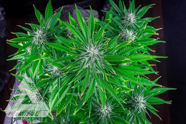 DIVINE SEEDS - Auto Black Opium. Week 8