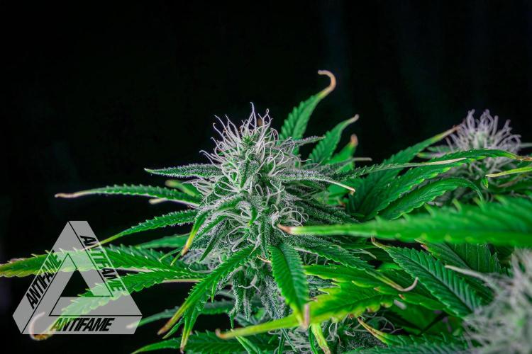 DIVINE SEEDS - Auto Black Opium. Week 8