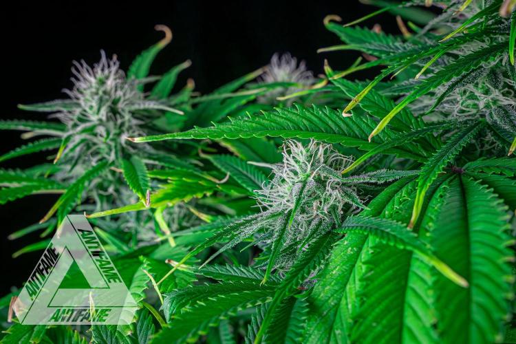 DIVINE SEEDS - Auto Black Opium. Week 8