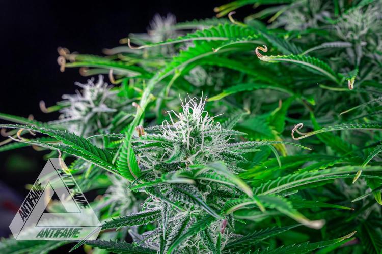 DIVINE SEEDS - Auto Black Opium. Week 8