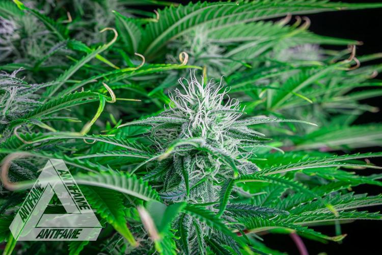 DIVINE SEEDS - Auto Black Opium. Week 8