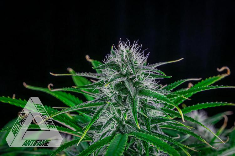 DIVINE SEEDS - Auto Black Opium. Week 8