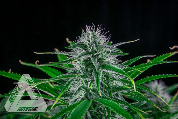 DIVINE SEEDS - Auto Black Opium. Week 8