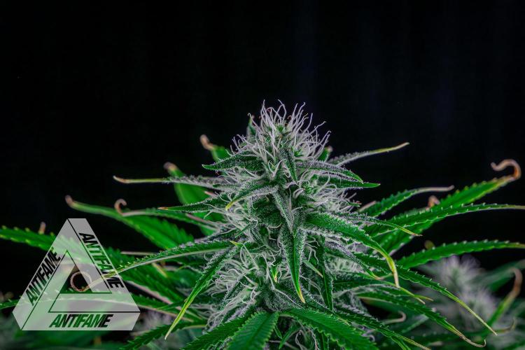 DIVINE SEEDS - Auto Black Opium. Week 8