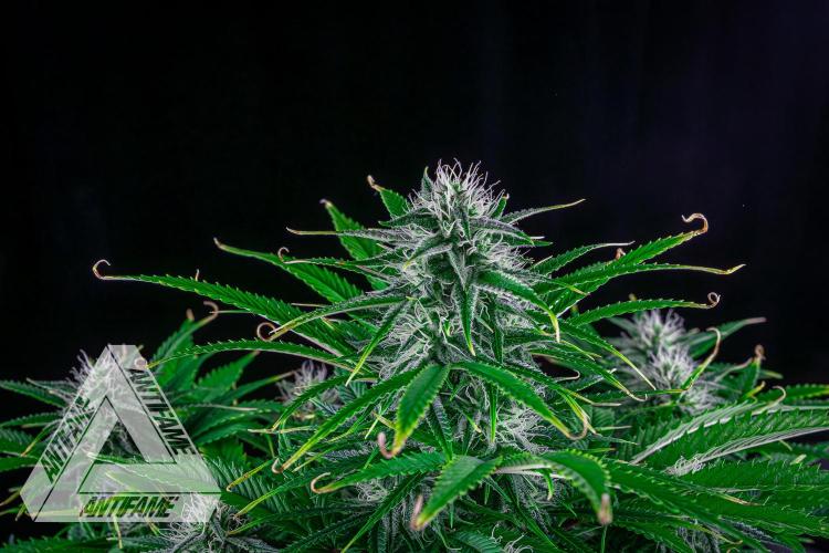 DIVINE SEEDS - Auto Black Opium. Week 8