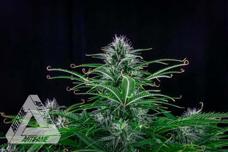 DIVINE SEEDS - Auto Black Opium. Week 8