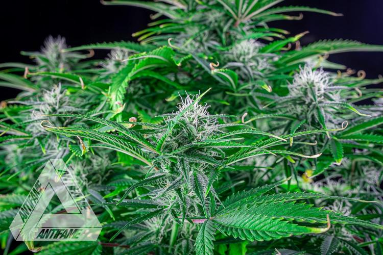 DIVINE SEEDS - Auto Black Opium. Week 8