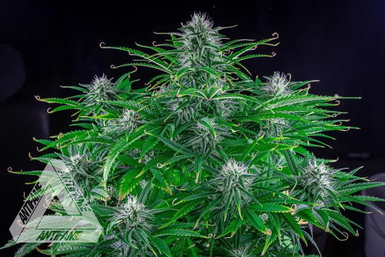 DIVINE SEEDS - Auto Black Opium. Week 8