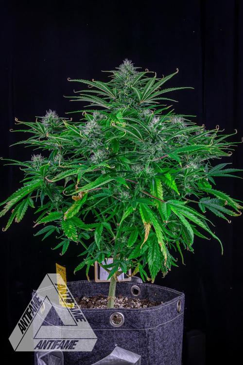 DIVINE SEEDS - Auto Black Opium. Week 8