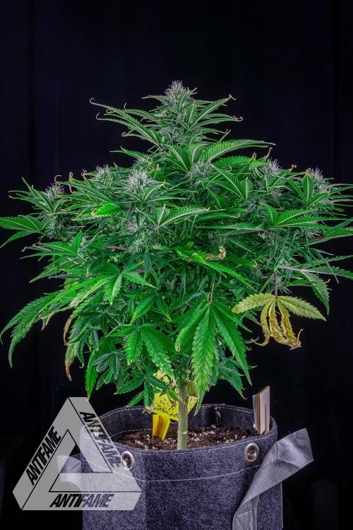 DIVINE SEEDS - Auto Black Opium. Week 8