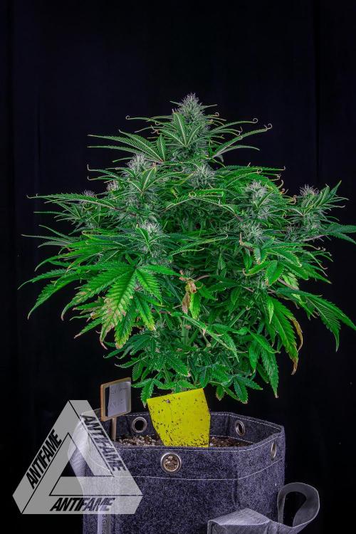 DIVINE SEEDS - Auto Black Opium. Week 8