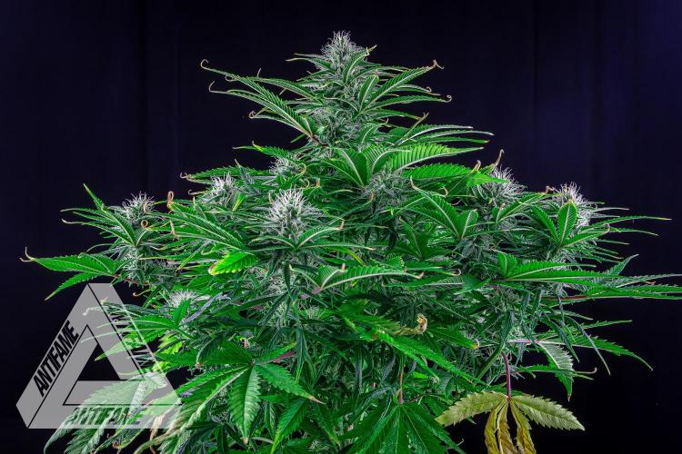 DIVINE SEEDS - Auto Black Opium. Week 8