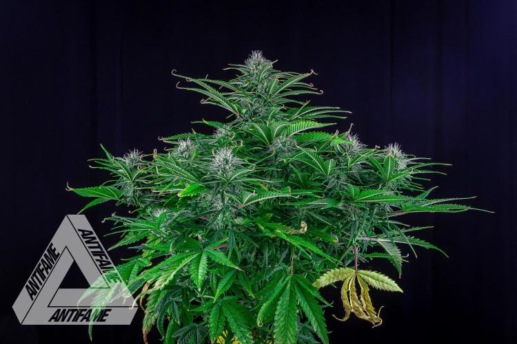 DIVINE SEEDS - Auto Black Opium. Week 8