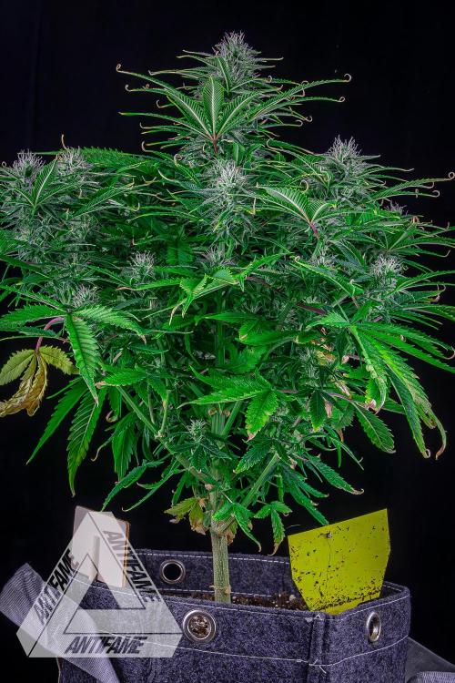 DIVINE SEEDS - Auto Black Opium. Week 8