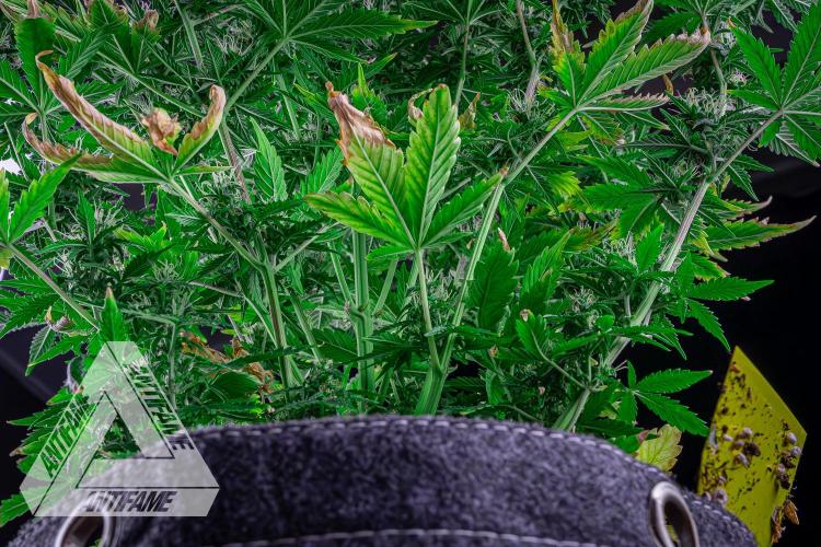 DIVINE SEEDS - Auto Northern Lights. Week 6