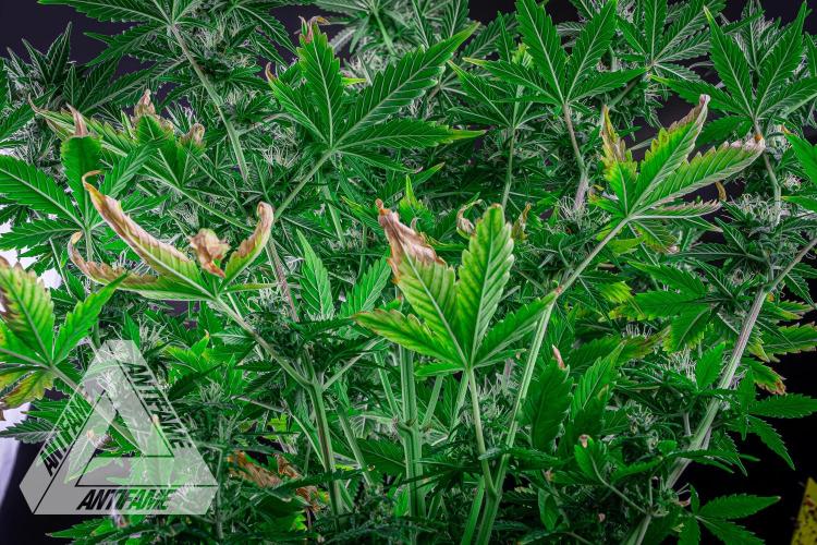 DIVINE SEEDS - Auto Northern Lights. Week 6