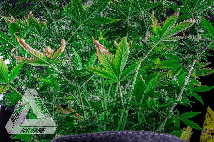 DIVINE SEEDS - Auto Northern Lights. Week 6