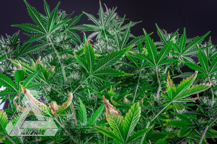 DIVINE SEEDS - Auto Northern Lights. Week 6