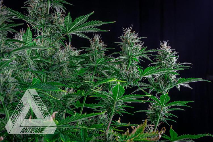 DIVINE SEEDS - Auto Northern Lights. Week 6