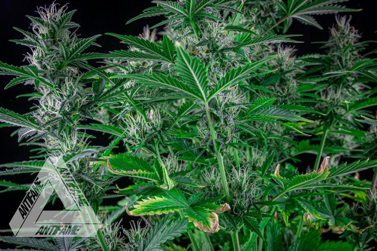 DIVINE SEEDS - Auto Northern Lights. Week 6